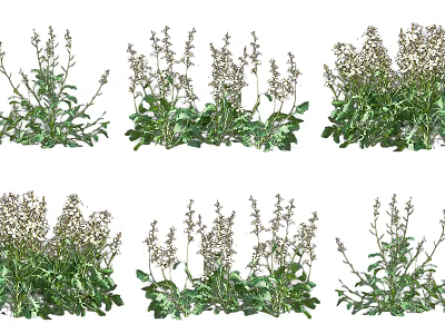 Multiple Lush Green Shrubs With White Flower Clusters In Garden Landscape 3d model