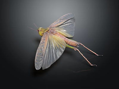 Grasshopper With Transparent Wings And Green Brown Body On Black Background 3d model