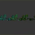 Various Green Plants With Different Leaf Shapes And Color Tones Arranged On Dark Background