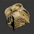 Detailed Natural Animal Skull Anatomical Organ With Eye Sockets And Teeth Structure