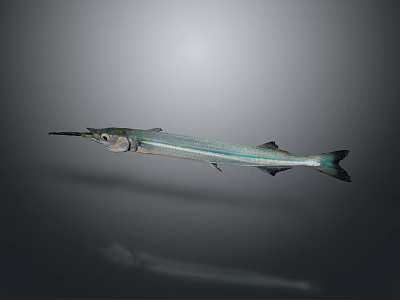 Needle fish freshwater fish marine fish 3d model