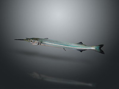 Needle fish freshwater fish marine fish 3d model