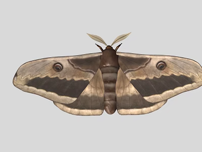 Giant Moth With Feathery Antennae Brown Body And Eye Like Spots On Wings 3d model