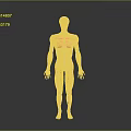 Detailed Human Limbs Muscular Anatomy 3D Model With Visible Muscle Structure