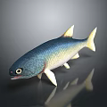 Blue Green Yellow Gradient Aquatic Fish with Yellow Fins Tail Black Eyes and Dark Reflection