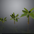 Three Banana Trees of Different Sizes With Gray Background And Ground Reflection