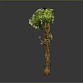 Mythical Tree Creature With Trunk Body Branch Arms And Leafy Canopy Top