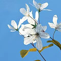 Blooming White Flowers With Yellow Leaves Against Blue Sky Background