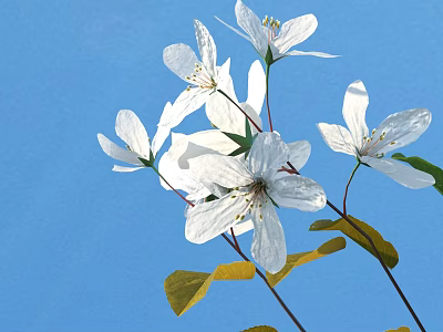 Blooming White Flowers With Yellow Leaves Against Blue Sky Background 3d model