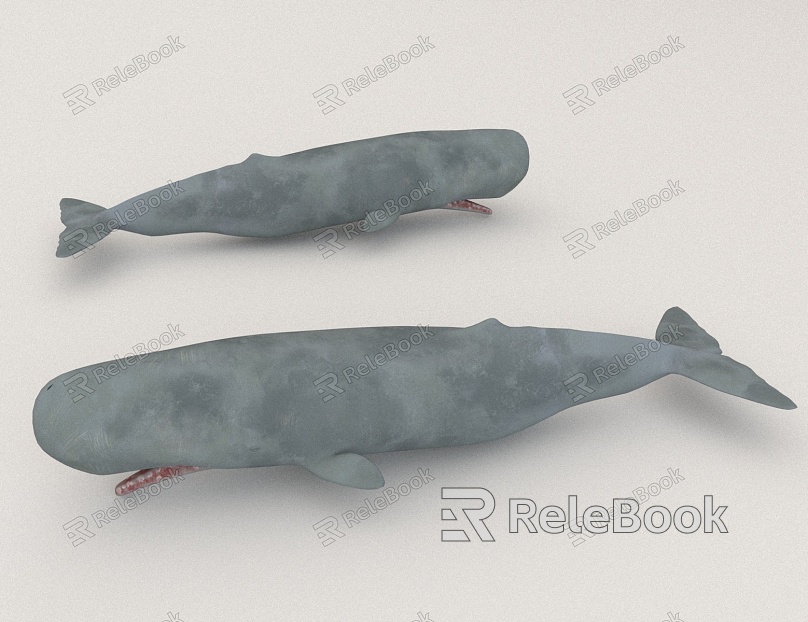 animal marine whale model