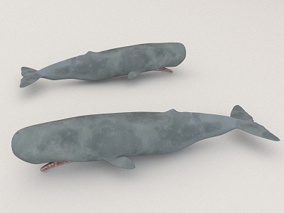 animal marine whale model