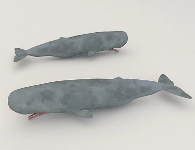 Two Gray Whales Swimming as Marine Animals in Light Colored Background 3d model