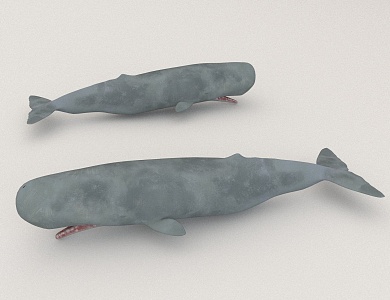 animal marine whale 3d model