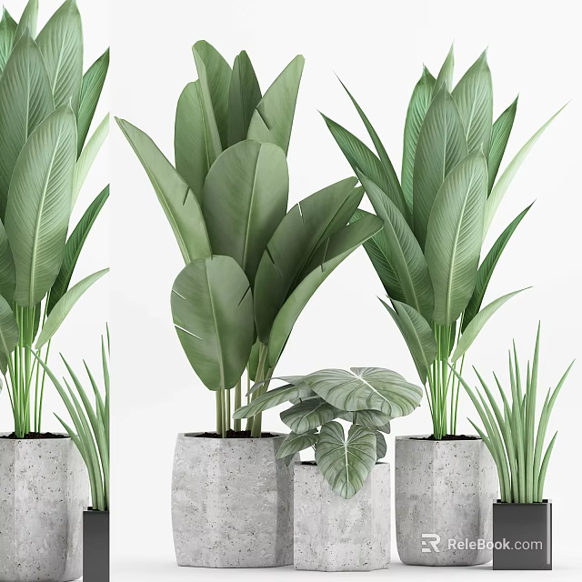 Large Green Leafy Potted Plants in Concrete Pots for Home Decoration 3d model 