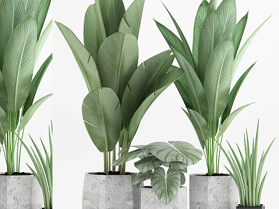 Large Green Leafy Potted Plants in Concrete Pots for Home Decoration 3d model