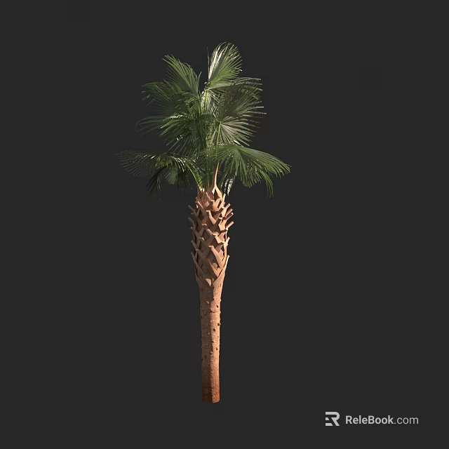 Palm Tree With Textured Trunk And Green Fronds Against Black Background 3d model 