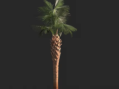 Palm Tree With Textured Trunk And Green Fronds Against Black Background 3d model