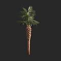 Palm Tree With Textured Trunk And Green Fronds Against Black Background