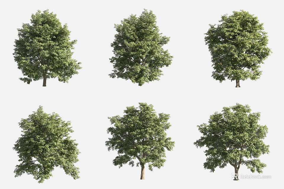 Lush Green Arbor Trees With Various Natural Growth Forms And Foliage 3d model