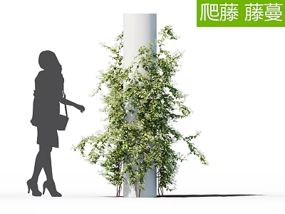 Woman Walking Beside Green Climbing Vine on White Column 3d model