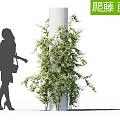 Woman Walking Beside Green Climbing Vine on White Column