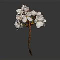 Beautiful Cherry Blossom Bouquet With White Pink Flowers Red Bud Brown Stem And Grey Background