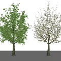 modern tree magnolia tree plant 3d model