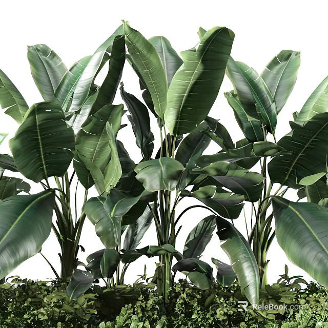 Lush Green Tropical Plants With Fresh Large Leaves In Natural Growth 3d model 