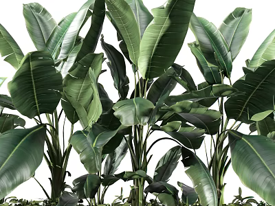Lush Green Tropical Plants With Fresh Large Leaves In Natural Growth 3d model