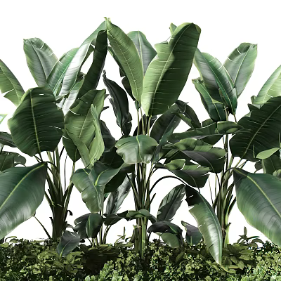 Lush Green Tropical Plants With Fresh Large Leaves In Natural Growth 3d model