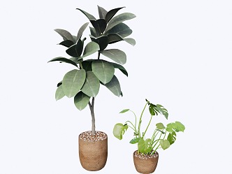 indoor potted plant 3d model