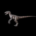 Realistic Velociraptor Dinosaur Model With Detailed Texture Standing On Black Background