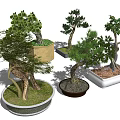 Various Bonsai Trees With Different Shapes And Decorative Pots For Home Decor