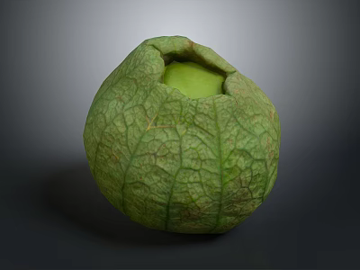 Fresh Green Fruit With Cracked Surface And Hollow Light Green Interior 3d model