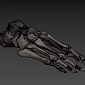 Detailed Human Foot Skeletal Anatomical Model Structure On Dark Background 3d model