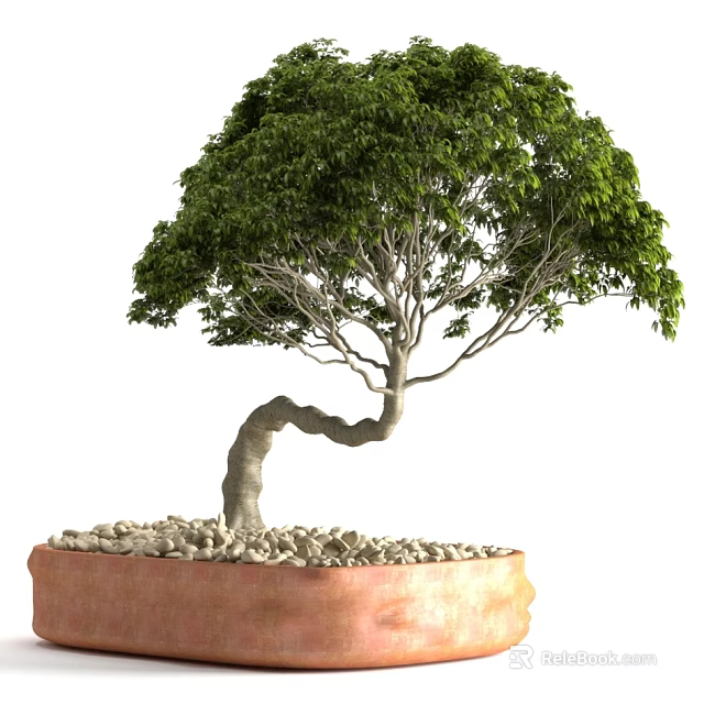 Bonsai Plant With Curved Trunk And Lush Green Leaves In Terracotta Pot With Small Pebbles 3d model 