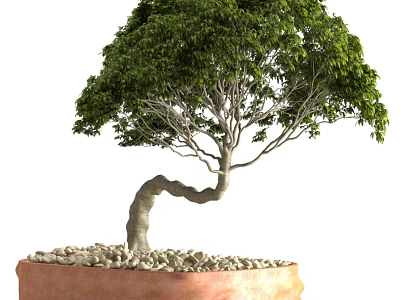Bonsai Plant With Curved Trunk And Lush Green Leaves In Terracotta Pot With Small Pebbles 3d model