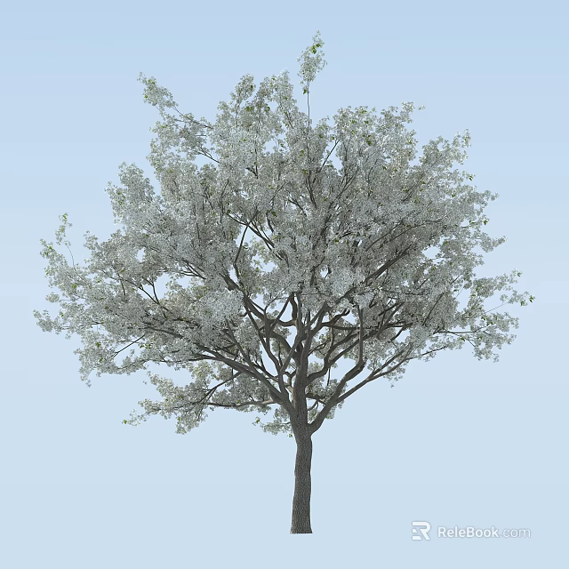Tall Tree with Abundant White Blossoms Standing Against Light Blue Sky 3d model 