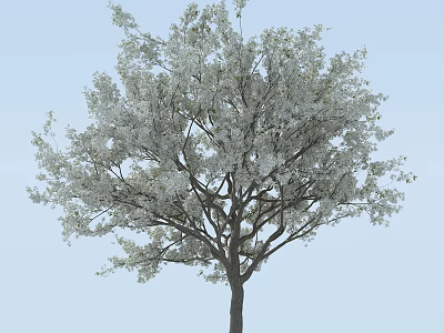 Tall Tree with Abundant White Blossoms Standing Against Light Blue Sky 3d model