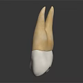 3D Rendered Dental Bicuspid Tooth Model With Yellow Crown And White Root On Dark Background