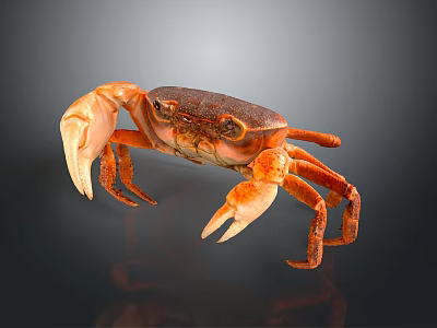 Orange and brown crab with large claws standing on dark background with reflection 3d model