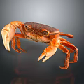 Orange and brown crab with large claws standing on dark background with reflection 3d model