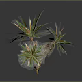Decorative Ornamental Plant With Green And Red Sword Shaped Leaves And Thick Woody Stem