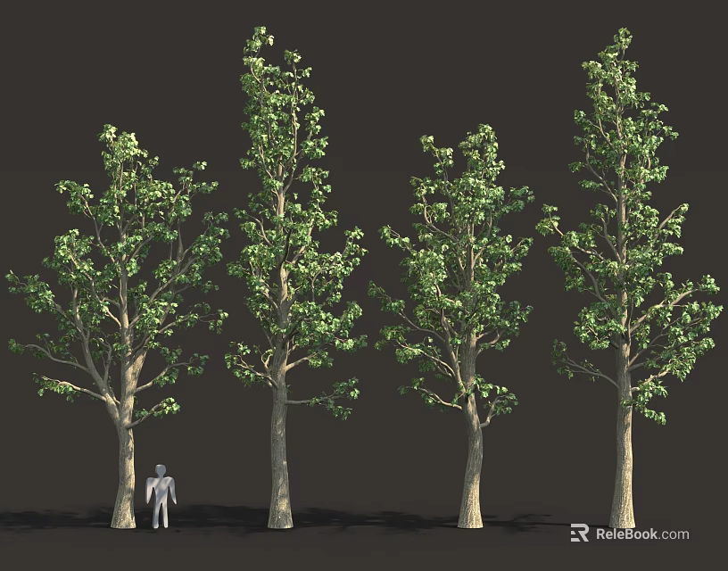 Tall Trees With Green Foliage And Human Figure For Size Comparison 3d model