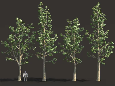 Tall Trees With Green Foliage And Human Figure For Size Comparison 3d model