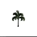 Tropical Palm Tree with Lush Green Fronds and Tall Straight Trunk