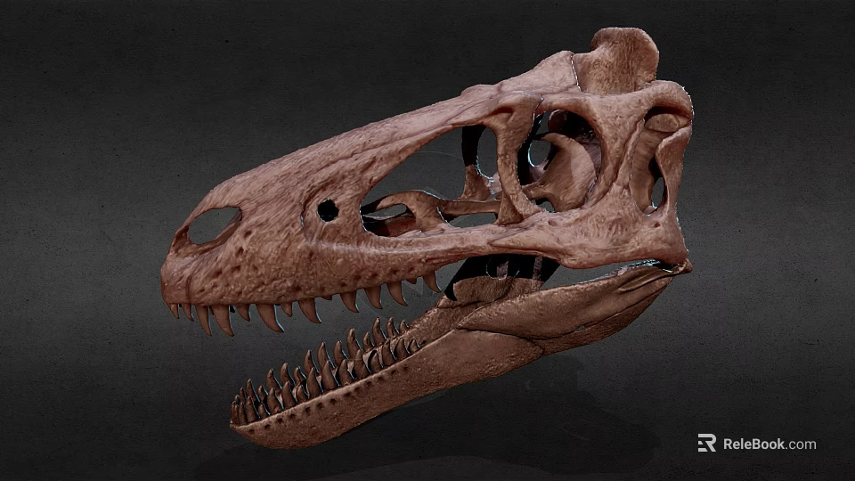Detailed Dinosaur Skull Fossil With Anatomical Structure And Sharp Teeth 3d model 