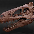 Detailed Dinosaur Skull Fossil With Anatomical Structure And Sharp Teeth 3d model