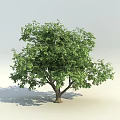 Lush Green Arbor With Dense Foliage And Strong Trunk In Bright Light