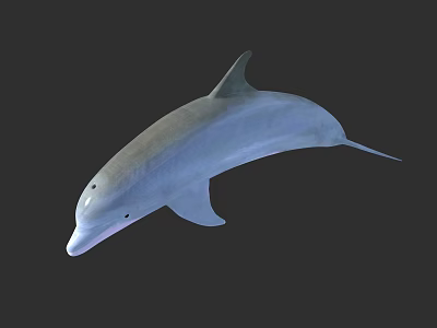 Modern Dolphins 3d model